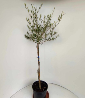 Oliva  európska stomček